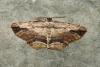 Menophra abruptaria